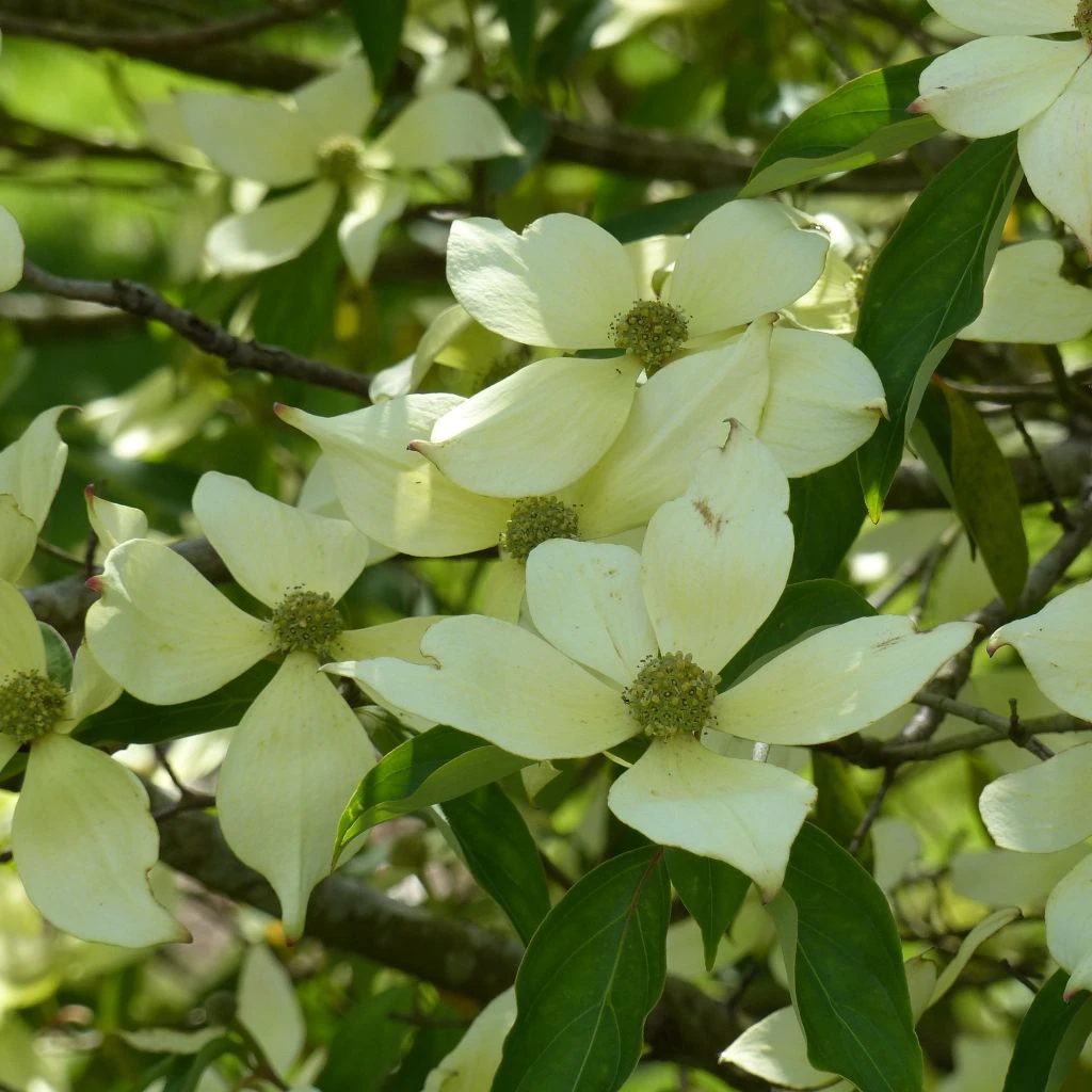 Cornus Capitata - Cornouiller De L'Himalaya 3 Cornus Capitata - Cornouiller De L'Himalaya