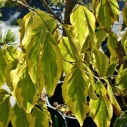 Cornus Kousa Bonfire - Cornouiller Du Japon