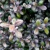 Corokia Virgata Frosted Chocolate - Corokie -Promesse de fleurs Magasin Corokia virgata Frosted chocolate V 16238 1