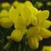 Coronilla Valentina Glauca - Coronille Glauque 2 Coronilla Valentina Glauca - Coronille Glauque -Promesse de fleurs Magasin Coronilla valentina Glauca 83281 1