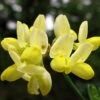 Coronille - Coronilla Valentina Subsp. Glauca Citrina -Promesse de fleurs Magasin Coronilla valentina subsp glauca Citrina 82796 1