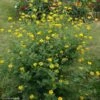 Coronille - Coronilla Valentina Subsp. Glauca Selection -Promesse de fleurs Magasin Coronilla valentina subsp glauca Selection 82797 1