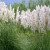 Cortaderia Selloana Mini Silver Pampas - Herbe De La Pampa Naine -Promesse de fleurs Magasin Cortaderia selloana Mini Silver Pampas Herbe de la pampa naine IF 17896 1