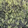 Corylopsis Spicata - Faux Noisetier -Promesse de fleurs Magasin Corylopsis spicata ld wallygrom 781583 1