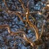 Corylus Avellana Contorta Medusa - Noisetier Tortueux Nain -Promesse de fleurs Magasin Corylus avellana contorta Medusa Noisetier tortueux nain copyright 17893 1