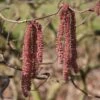 Noisetier Tortueux Pourpre - Corylus Avellana Red Majestic -Promesse de fleurs Magasin Corylus red majestic copyright sapho 7625 1