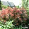 Cotinus Coggygria Red Spirit - Arbre à Perruque -Promesse de fleurs Magasin Cotinus coggygria Red Spirit 100085 1 1