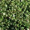 Cotoneaster Congestus -Promesse de fleurs Magasin Cotoneaster congestus 87233 1