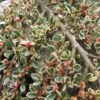 Cotoneaster Horizontalis Variegatus - Cotonéaster Rampant -Promesse de fleurs Magasin Cotoneaster horizontalis Variegatus ld wallygrom 781586 1