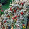 Cotoneaster Suecicus Juliette -Promesse de fleurs Magasin Cotoneaster suecicus Juliette 87231 1