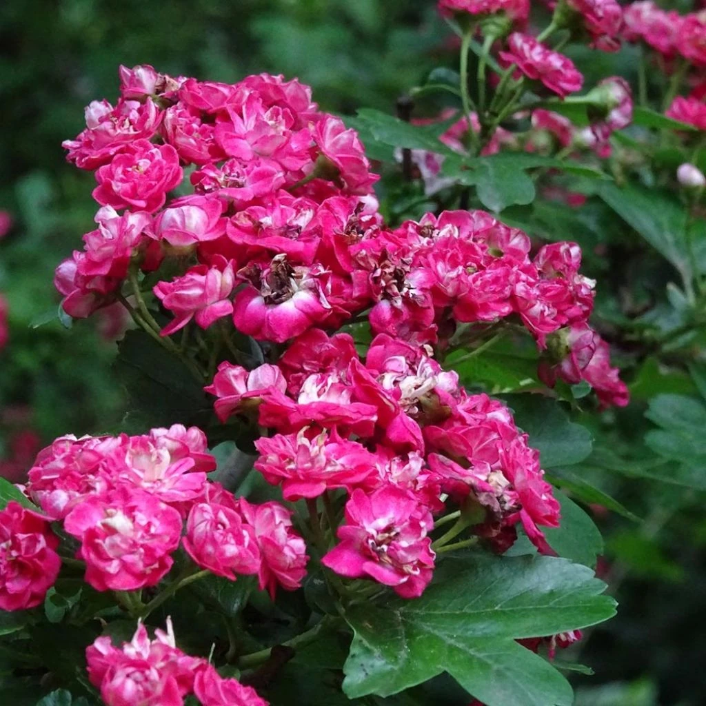 Crataegus Laevigata Rosea Flore Pleno - Aubépine 3 Crataegus Laevigata Rosea Flore Pleno - Aubépine