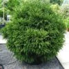 Cèdre Du Japon Globosa Nana - Cryptomeria Japonica -Promesse de fleurs Magasin Cryptomeria japonica Globosa Nana 87749 1