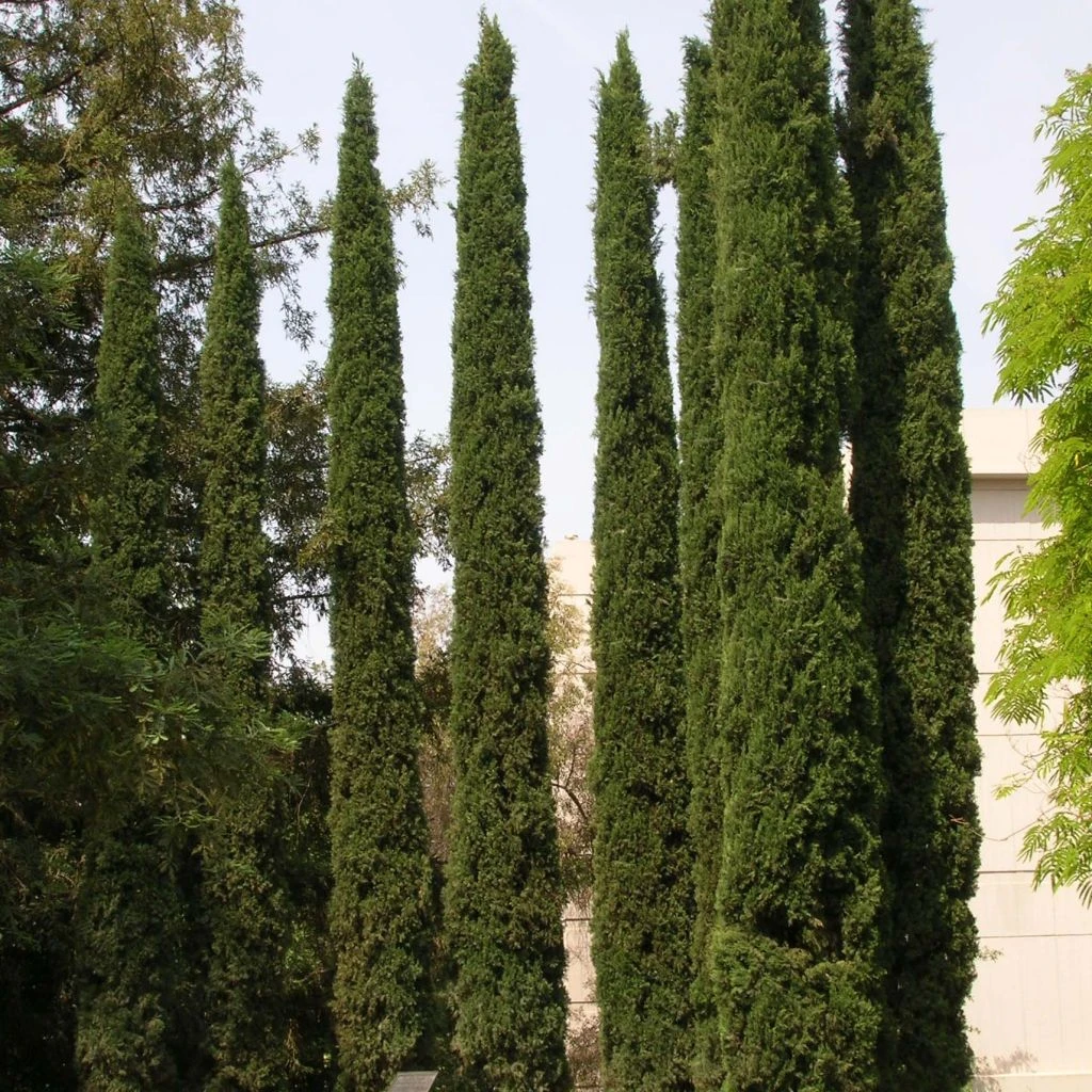 Cupressus Sempervirens Stricta - Cyprès D'Italie 3 Cupressus Sempervirens Stricta - Cyprès D'Italie
