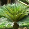 Cycas Revoluta - Cycas Du Japon -Promesse de fleurs Magasin Cycas revoluta 83284 1