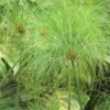 Cyperus Papyrus - Papyrus -Promesse de fleurs Magasin Cyperus papyrus 83287 1