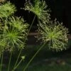 Cyperus Prolifer - Papyrus Nain -Promesse de fleurs Magasin Cyperus prolifer Papyrus nain LD 18206 1