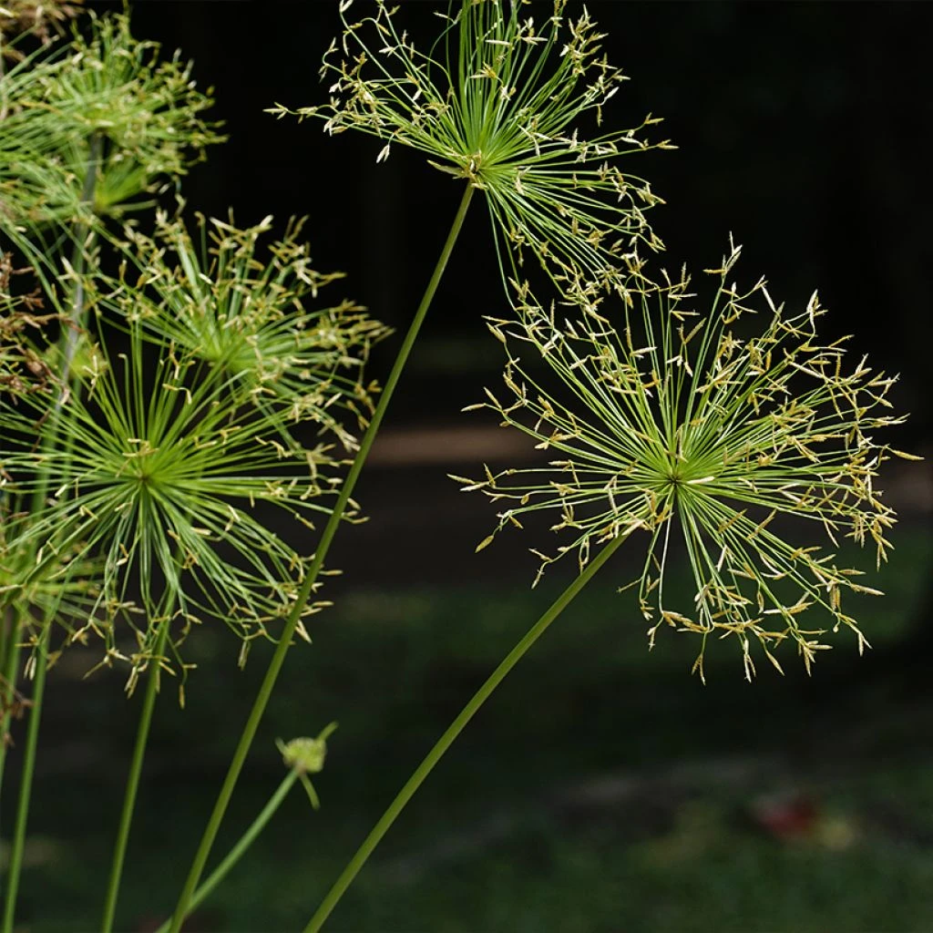 Cyperus Prolifer - Papyrus Nain 3 Cyperus Prolifer - Papyrus Nain