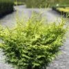 Cyprès Hinoki Du Japon - Chamaecyparis Obtusa Lucas -Promesse de fleurs Magasin Cypres hinoki du Japon Chamaecyparis obtusa Lucas IF 1002451 1