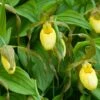 Cypripedium Kristi Lyn - Sabot De Vénus Hybride 1 Cypripedium Kristi Lyn - Sabot De Vénus Hybride -Promesse de fleurs Magasin Cypripedium Kristi Lyn Sabot de Venus hybride copyright 173610 1