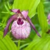 Cypripedium Lucy Pinkepank - Orchidée De Jardin Hybride, Sabot De Vénus 2 Cypripedium Lucy Pinkepank - Orchidée De Jardin Hybride, Sabot De Vénus -Promesse de fleurs Magasin Cypripedium Lucy Pinkepank copyright 17362 1