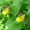 Cypripedium Calceolus - Sabot De Venus 1 Cypripedium Calceolus - Sabot De Venus -Promesse de fleurs Magasin Cypripedium calceolus ld urjsa 80044 1