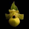 Cypripedium Flavum - Sabot De Vénus Jaune Pâle -Promesse de fleurs Magasin Cypripedium flavum 80352 1