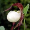 Cypripedium Kentuckiense - Sabot De Vénus Pourpre Et Ivoire 1 Cypripedium Kentuckiense - Sabot De Vénus Pourpre Et Ivoire -Promesse de fleurs Magasin Cypripedium kentuckiense 80351 1 1