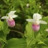 Cypripedium Reginae - Sabot De Venus 2 Cypripedium Reginae - Sabot De Venus -Promesse de fleurs Magasin Cypripedium reginae 8159 1