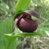 Cypripedium Smithii - Sabot De Vénus Rouge Pourpre -Promesse de fleurs Magasin Cypripedium smithii 80349 1