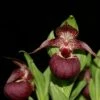 Cypripedium Tibeticum - Sabot De Vénus Rouge Pourpre -Promesse de fleurs Magasin Cypripedium tibeticum 80350 1