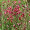 Genêt à Balais - Cytisus Boskoop Ruby
