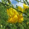 Genêt - Cytisus Golden Sunlight -Promesse de fleurs Magasin Cytisus Golden Sunlight 100090 1