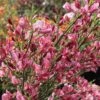 Genêt - Cytisus Hollandia -Promesse de fleurs Magasin Cytisus Hollandia 100091 1