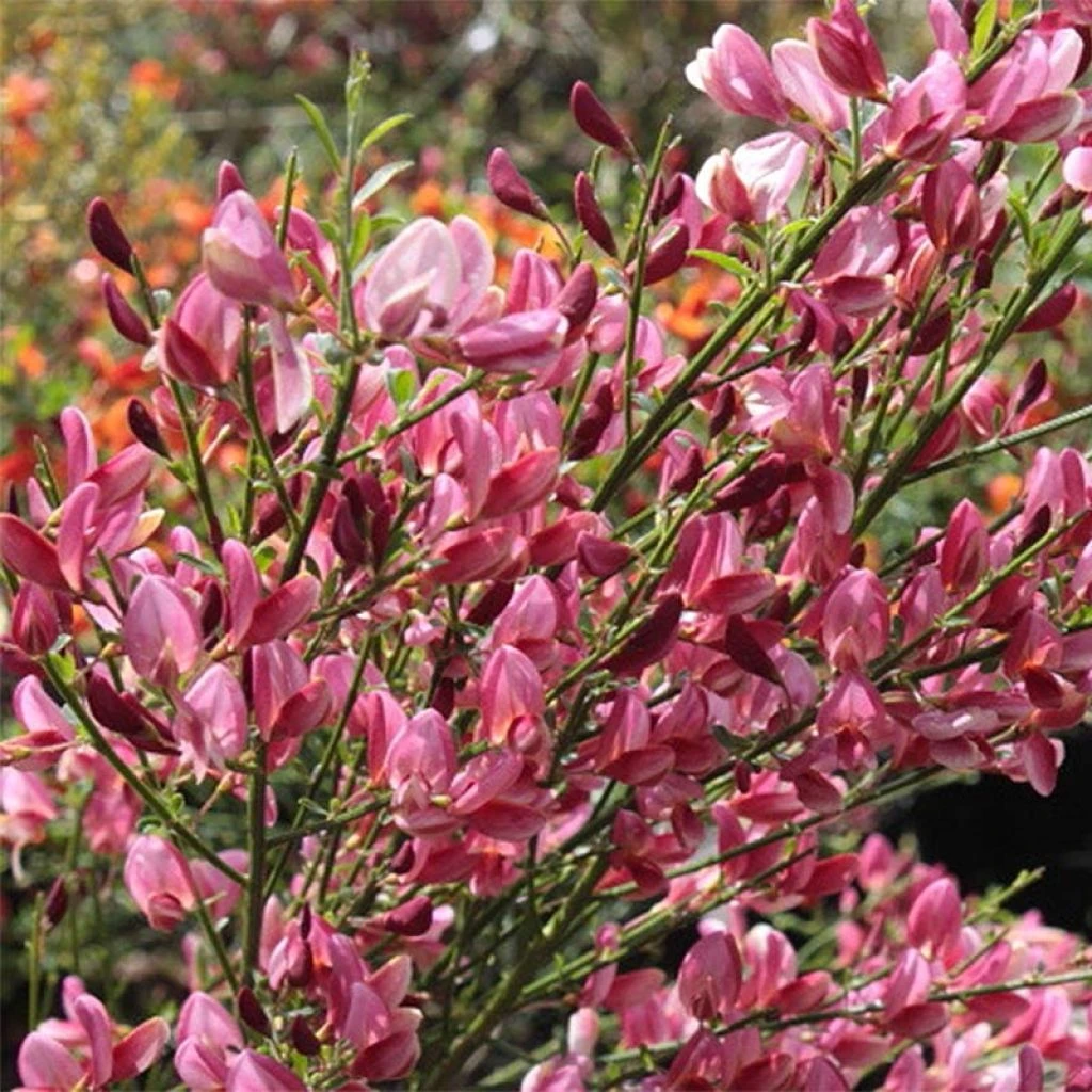 Genêt - Cytisus Hollandia 3 Genêt - Cytisus Hollandia
