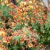 Genêt à Balais - Cytisus Scoparius Lena -Promesse de fleurs Magasin Cytisus scoparius Lena 781594 1