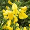 Genêt à Balais - Cytisus Scoparius Vanesse 2 Genêt à Balais - Cytisus Scoparius Vanesse -Promesse de fleurs Magasin Cytisus scoparius Vanesse 100095 1
