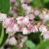 Deutzia Scabra Codsall Pink - Deutzie -Promesse de fleurs Magasin DEUTZIA 781605 1