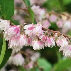 Deutzia Scabra Codsall Pink - Deutzie