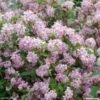 Deutzia Hybride Mont Rose - Deutzie -Promesse de fleurs Magasin DEUTZIA HYBRIDA MONT ROSE 781601 1