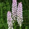 Dactylorhiza Fuchsii - Orchis De Fuchs 1 Dactylorhiza Fuchsii - Orchis De Fuchs -Promesse de fleurs Magasin Dactylorhiza fuchsii 8892 1 1