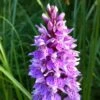 Dactylorhiza Maculata, Orchis Tacheté - Orchidée Terrestre Et Vivace -Promesse de fleurs Magasin Dactylorhiza maculata 8161 1