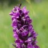 Dactylorhiza Majalis - Orchis De Mai Ou à Feuilles Larges -Promesse de fleurs Magasin Dactylorhiza majalis 8893 1