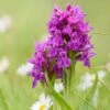 Dactylorhiza Purpurella, Orchis Pourpre - Orchidée Vivace De Jardin 1 Dactylorhiza Purpurella, Orchis Pourpre - Orchidée Vivace De Jardin -Promesse de fleurs Magasin Dactylorhiza purpurella copyright 8163111 1