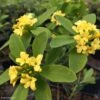 Daphne Gemmata Royal Crown -Promesse de fleurs Magasin Daphne gemmata Royal Crown 83541 1