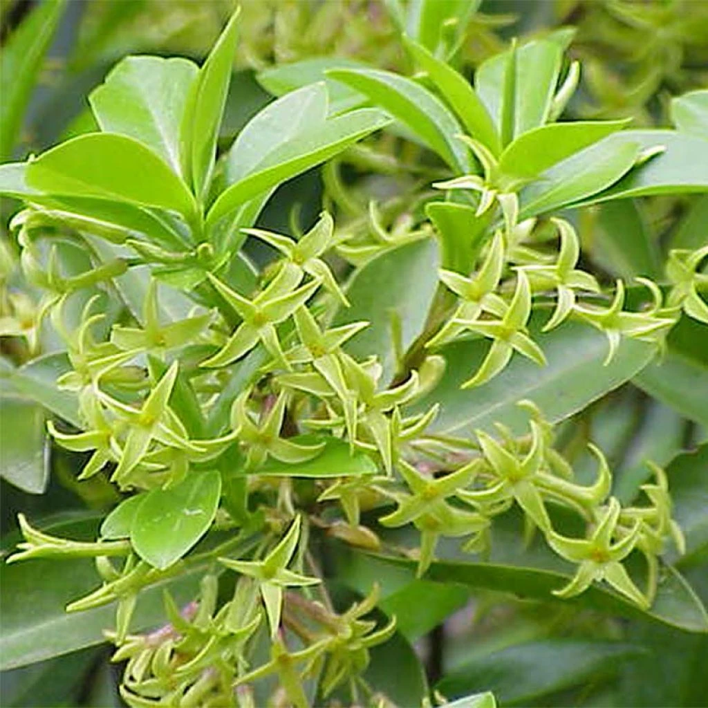 Daphne Laureola Philippi - Daphné De Philippe. 3 Daphne Laureola Philippi - Daphné De Philippe.