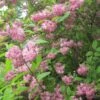 Deutzia Hybrida Strawberry Fields - Deutzie -Promesse de fleurs Magasin Deutzia Strawberry Fields 781602 1