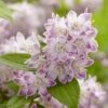 Deutzia Hybride Raspberry Sundae - Deutzie 1 Deutzia Hybride Raspberry Sundae - Deutzie -Promesse de fleurs Magasin Deutzia hybride Raspberry Sundae 87091 1