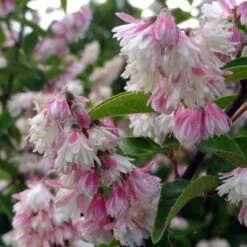 Deutzia Scabra Plena - Deutzie