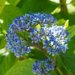 Dichroa Versicolor Round Blue