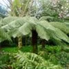Fougère Arborescente - Dicksonia Antarctica 2 Fougère Arborescente - Dicksonia Antarctica -Promesse de fleurs Magasin Dicksonia antartica ld Tim Green aka atoach 79444 1 1